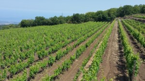 Etna Wine Estate for a Sicily Golf Tour